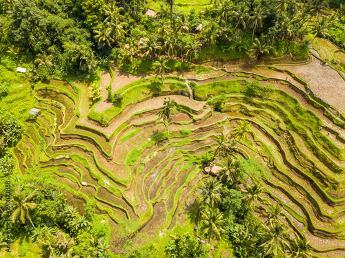 The Rice-fields In Ubud on the island of Bali In Indonesia