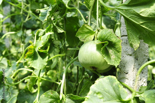 Melon grown in greenhouse