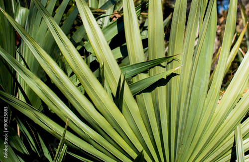 Texas Foliage