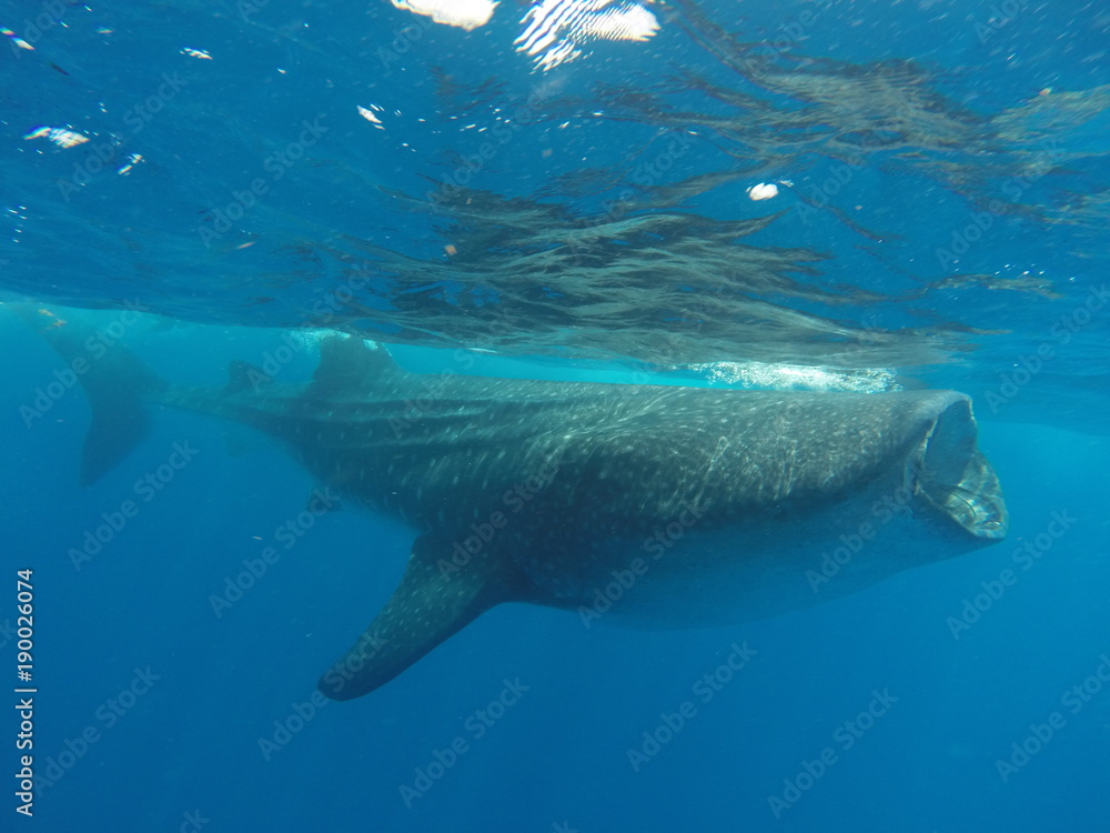 Obraz premium tiburon ballena 