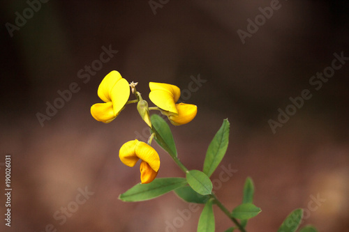 Yellow rattlebox flower also called rattleweed Crotalaria spectabilis photo