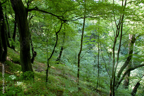 Carpathian forest seen from inside in the wild of the Ukrainian mountains. Bushes and trees in shadows with bright single sun rays 