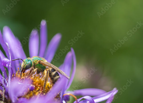 Metallic green sweat bee (halictidae) pollinating a purple aster