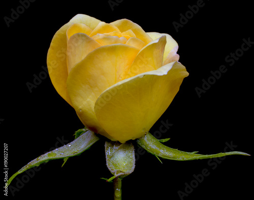 Yellow Rose