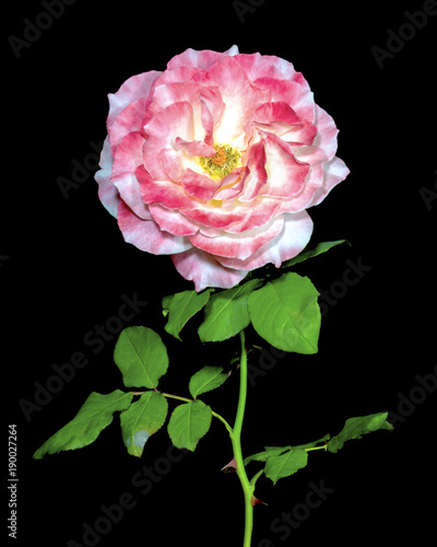 red white rose
