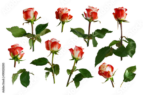 Red with white roses  green leaves. Isolated  white background.
