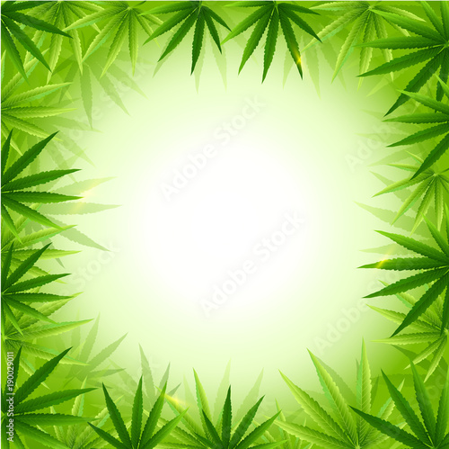 green cannabis leaf drug marijuana herb