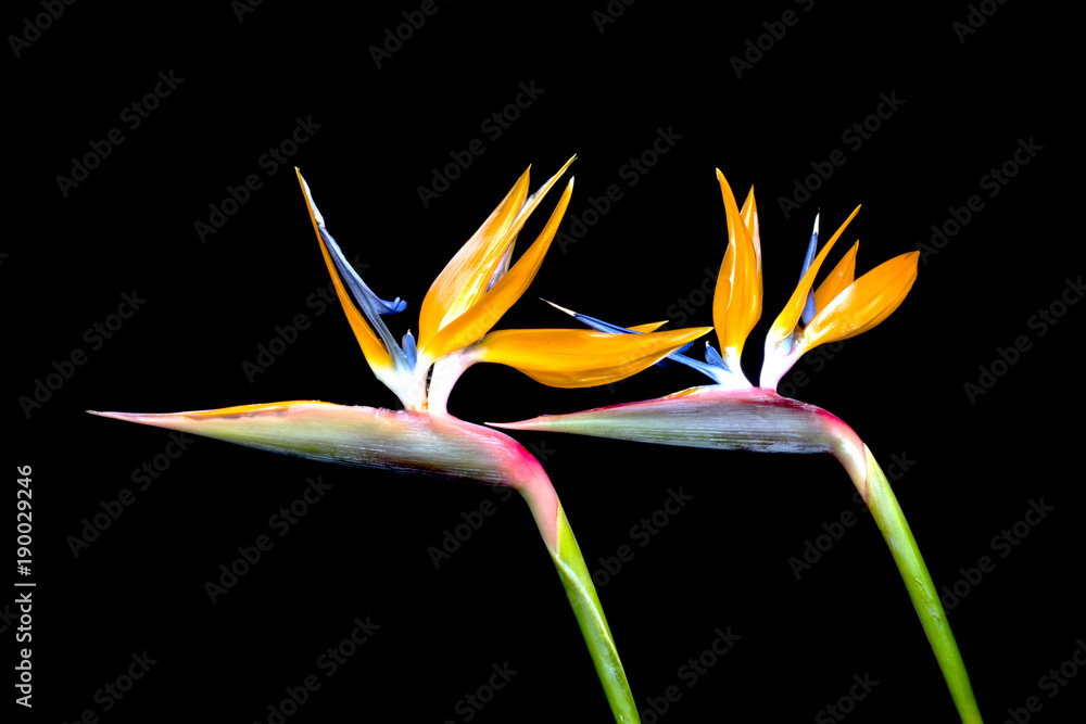 Bird of Paradise Bird of Paradise