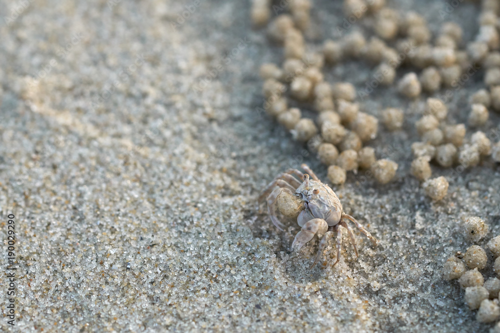 Soldier crab or Mictyris (Dotilla wichmani De Man). Small crabs eat humus and small animals found at the beach as food. Not very far from the hole. If you are disturbed, run away. Sand dunes