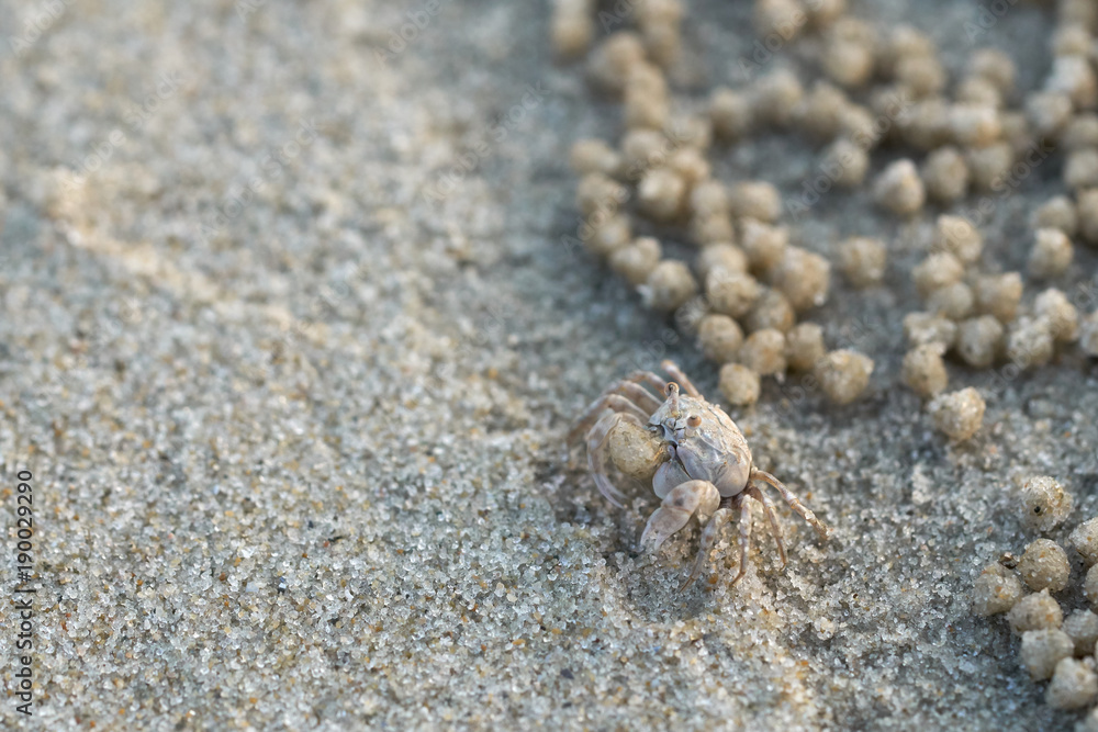 Soldier crab or Mictyris (Dotilla wichmani De Man). Small crabs eat humus and small animals found at the beach as food. Not very far from the hole. If you are disturbed, run away. Sand dunes Soldier crab or Mictyris (Dotilla wichmani De Man). Small crabs eat humus and small animals found at the beach as food. Not very far from the hole. If you are disturbed, run away. Sand dunes