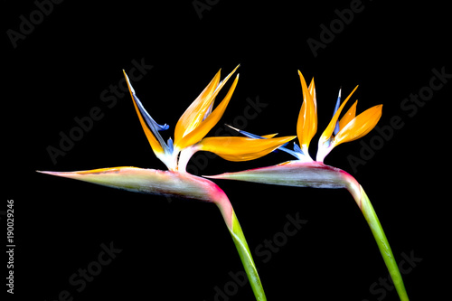 Bird of Paradise
