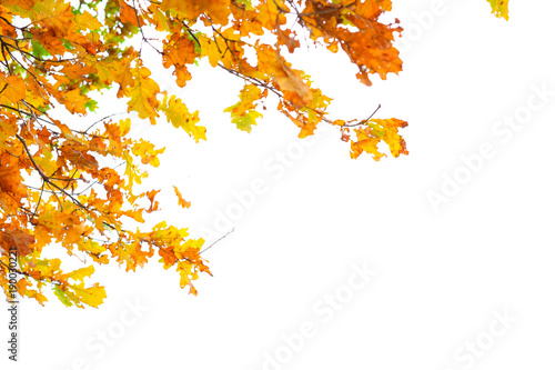 Autumn orange leaves on a white background.