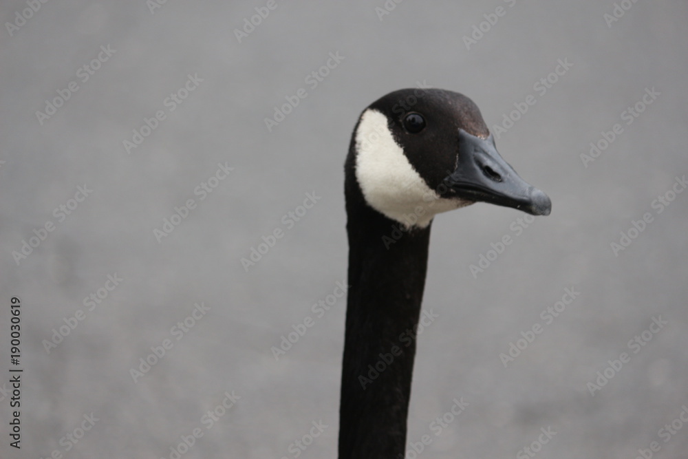 Obraz premium Canadian Goose 