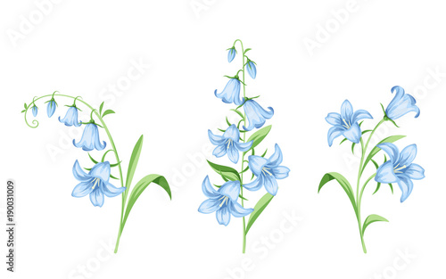 Set of vector blue bluebell flowers isolated on a white background.