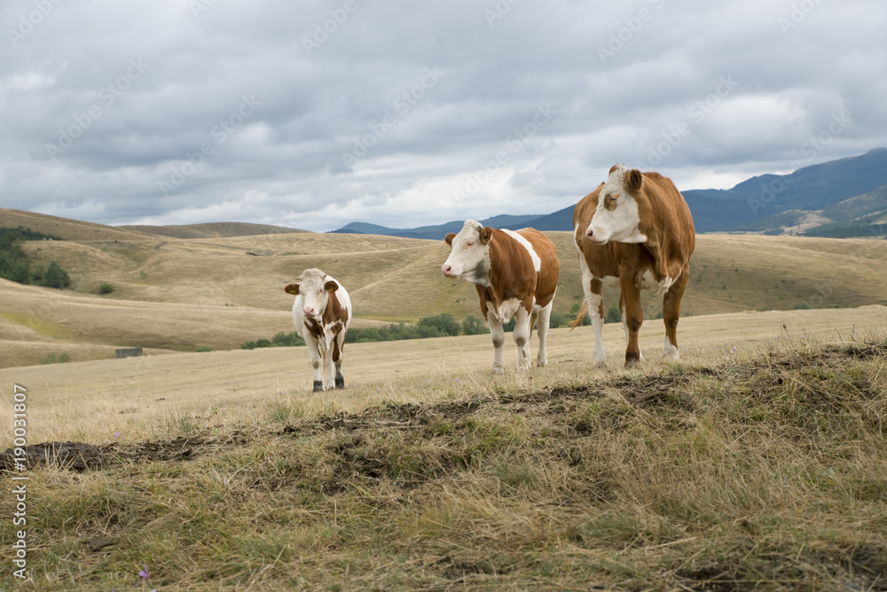 Obraz premium Cows on the meadow