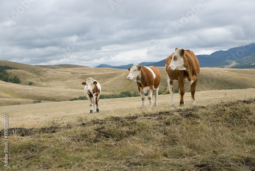 Cows  on the meadow