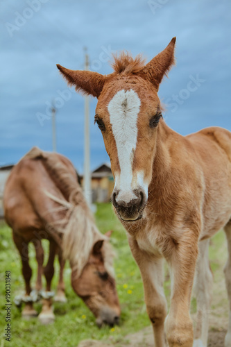 Horses Brown outdoors farm countryside close-up domestic cute © Polina