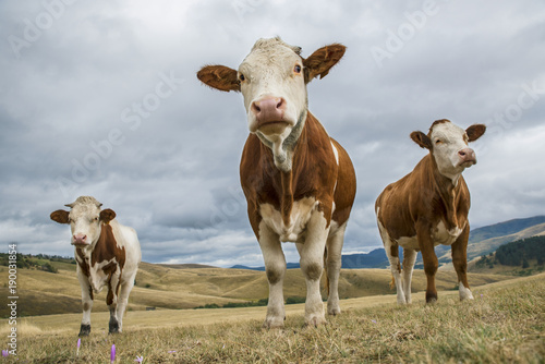 Cows  on the meadow © Baronb