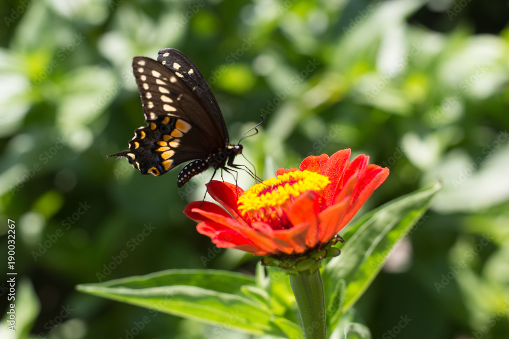 Obraz premium Butterfly on Flower #2