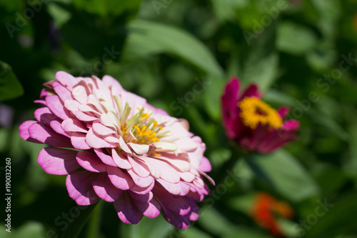 Pink and white flower