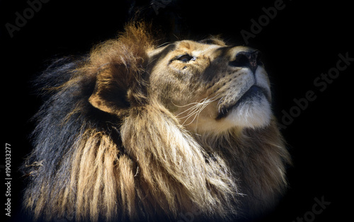 close up portrait of a young male lion