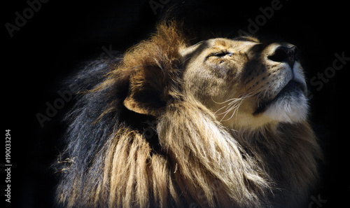 close up portrait of a young male lion