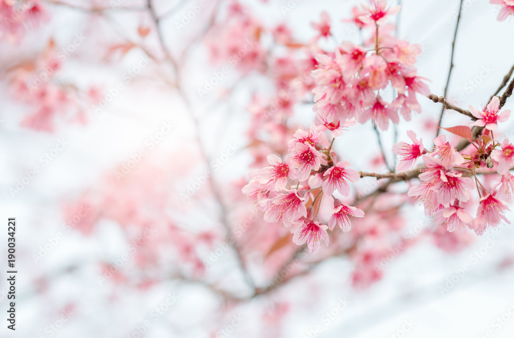 Beautiful Wild Himalayan Cherry Blossom in Phu Lom Lo Beautiful Wild Himalayan Cherry Blossom in Phu Lom Lo