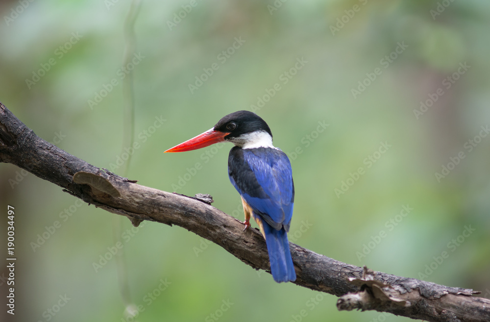 Fototapeta premium Black-capped Kingfisher (Halcyon pileata)