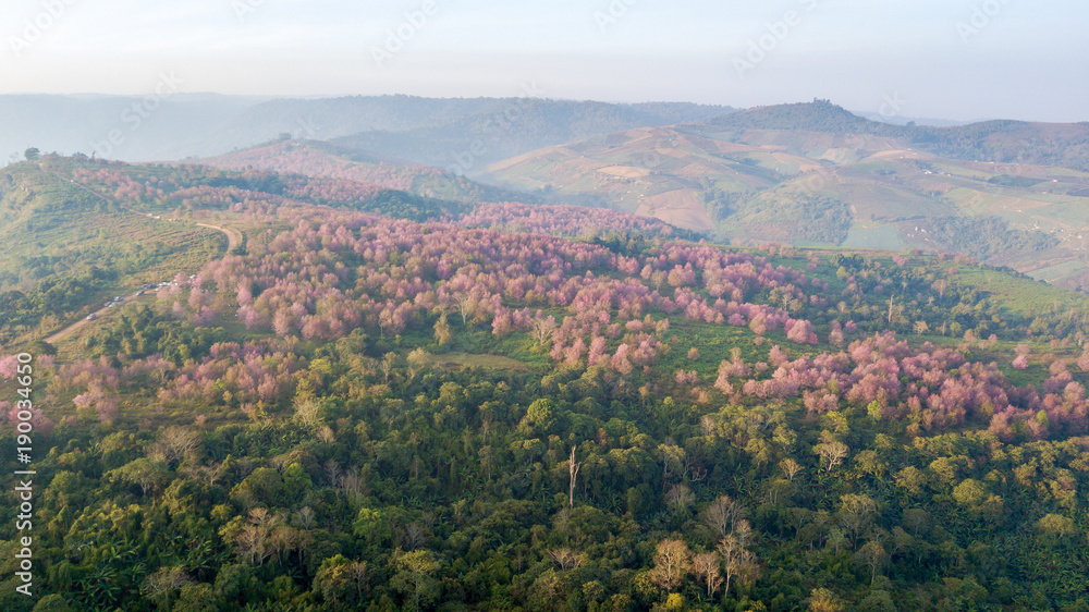 Obraz premium Pink sakura tree or Wild Himalayan Cherry on mountain