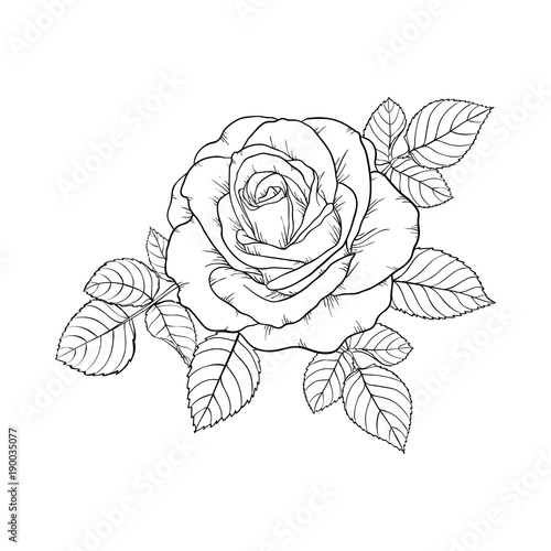 beautiful black and white rose and leaves. Floral arrangement isolated on background. design greeting card and invitation of the wedding, birthday, Valentine s Day, mother s day, holiday.