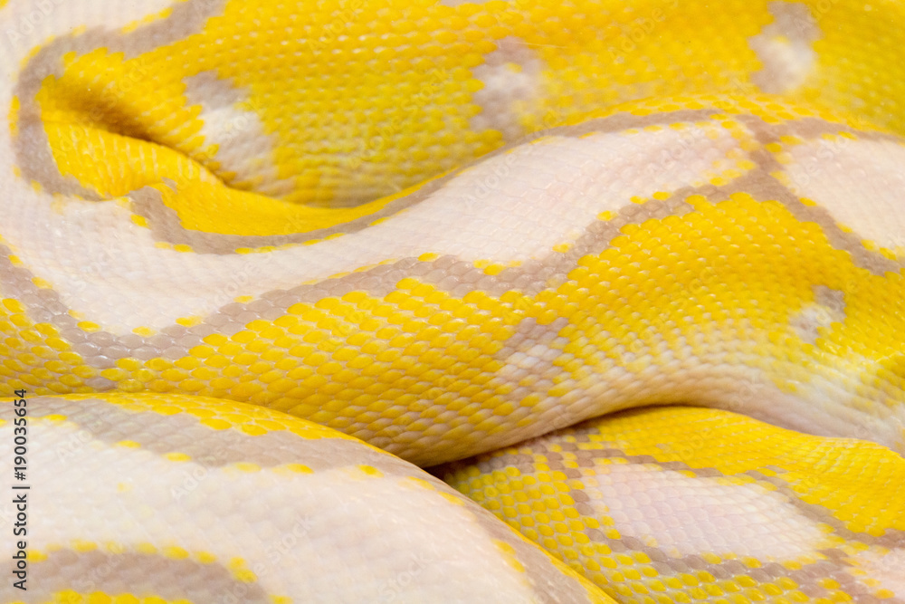 Fototapeta premium macro photo of a ball python skin