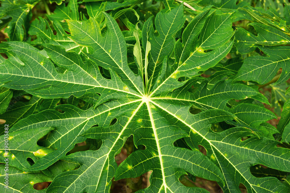 Top view on the green leaves of papaya tree. Top view on the green leaves of papaya tree.