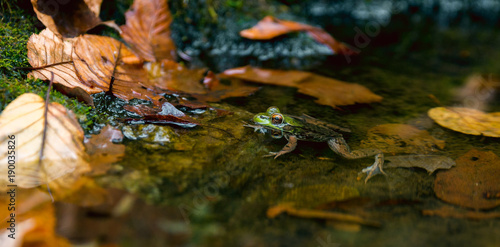 Green Frog in Water Among Leaves 