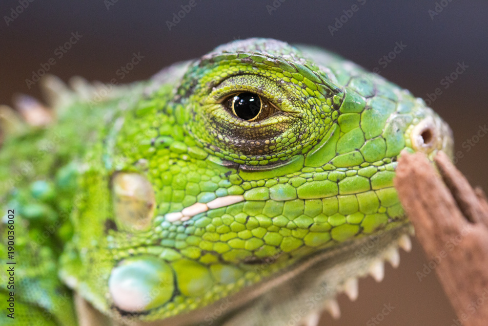 Obraz premium Profile macro photo of a green Iguana
