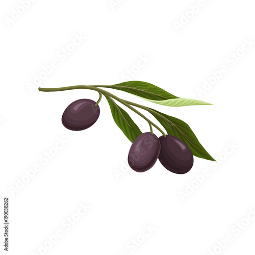 Olive branch with black olives vector Illustration