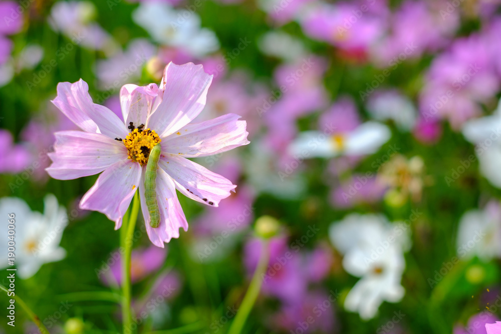 Caterpillars eating leaves and flowers Of cosmos For growth Caterpillars eating leaves and flowers Of cosmos For growth