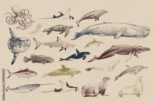 Illustration drawing style of marine life collection © Rawpixel.com