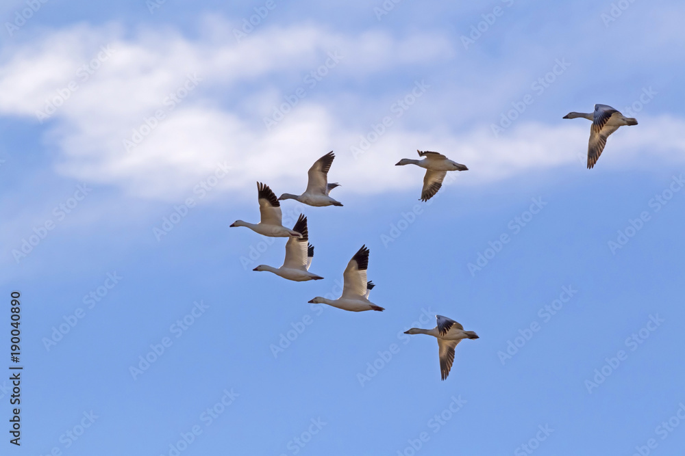 Birds snow geese migrate high above the Salton Sea in the California desert