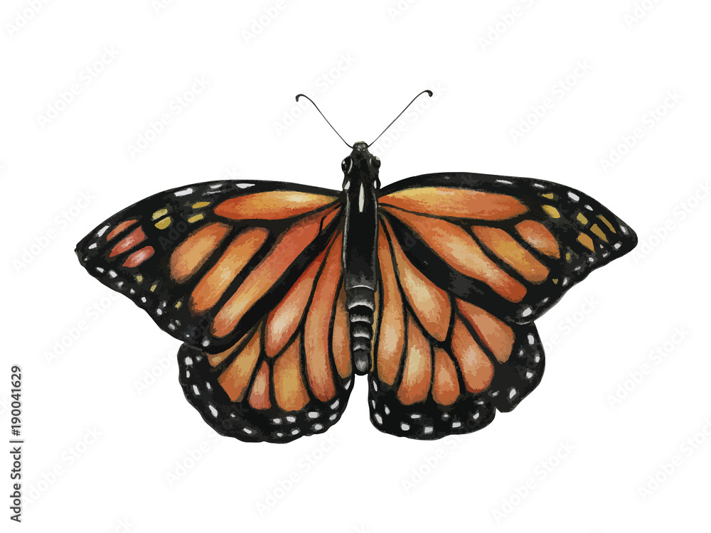 Illustration of butterfly Illustration of butterfly
