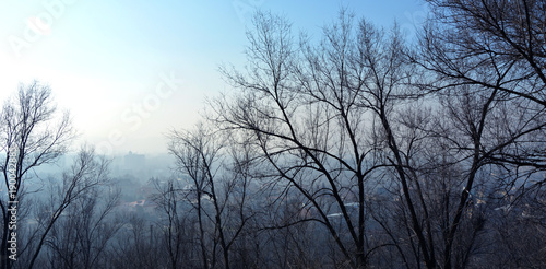 Frosty morning in the branches of trees on a clean blue background. Good for website design, horizontal internet sliders and banners.