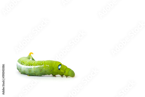 Green butterfly worm on white background