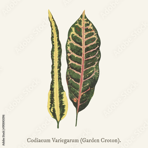 Garden Croton (Codiaeum Variegarum) New and Rare Beautiful-Leaved Plant. photo