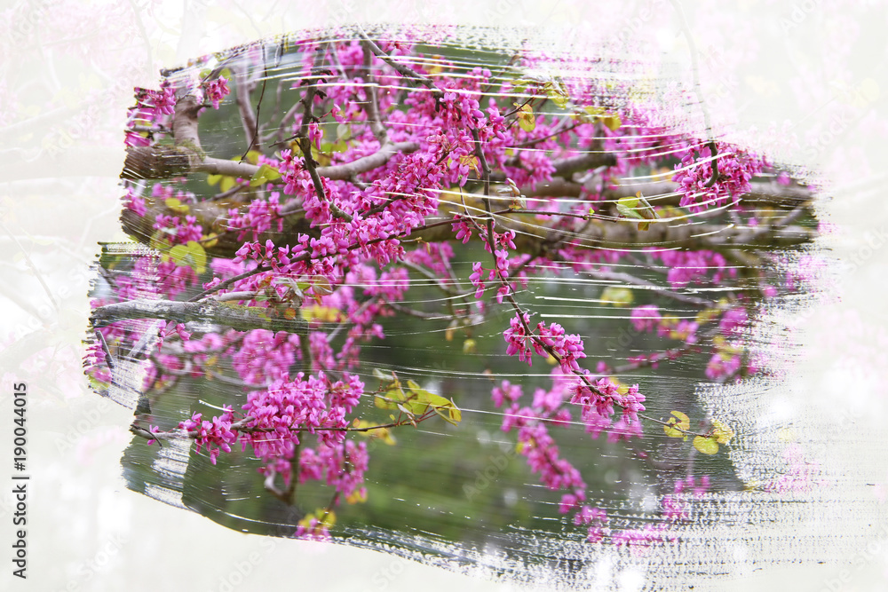 Obraz premium dreamy and abstract image of cherry tree. double exposure effect with watercolor brush stroke texture.