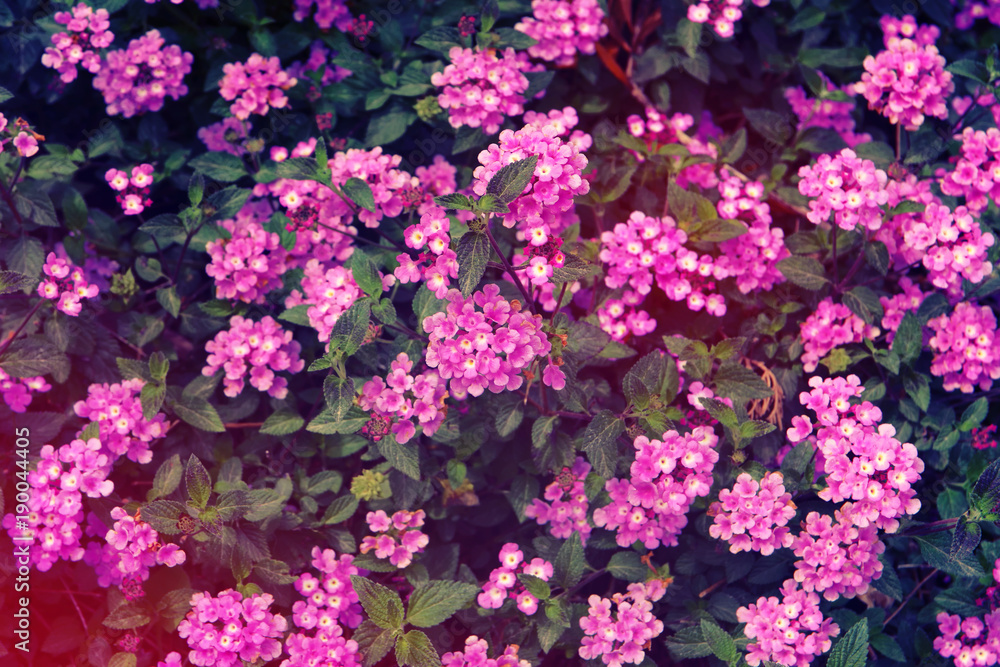photo of spring meadow with purple wildflowers. photo of spring meadow with purple wildflowers.