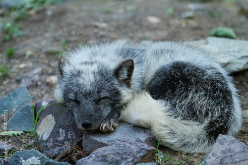 Fototapeta Naklejka Na Ścianę i Meble -  Polar Fox Animal