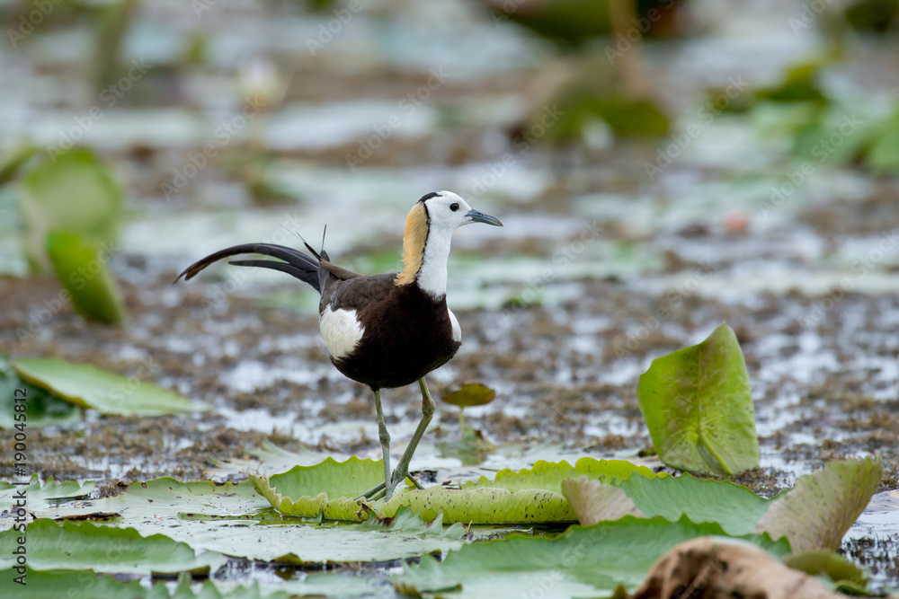 Pheasant-tailed Jacana is the most beautiful waterbird with long tail lived, walk on floating vegetation in shallow lakes Pheasant-tailed Jacana is the most beautiful waterbird with long tail lived, walk on floating vegetation in shallow lakes