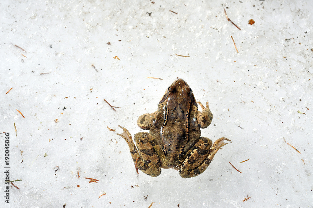 Naklejka premium Common frog trapped in ice
