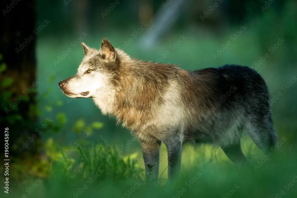 Obraz premium Black Wolf Animal