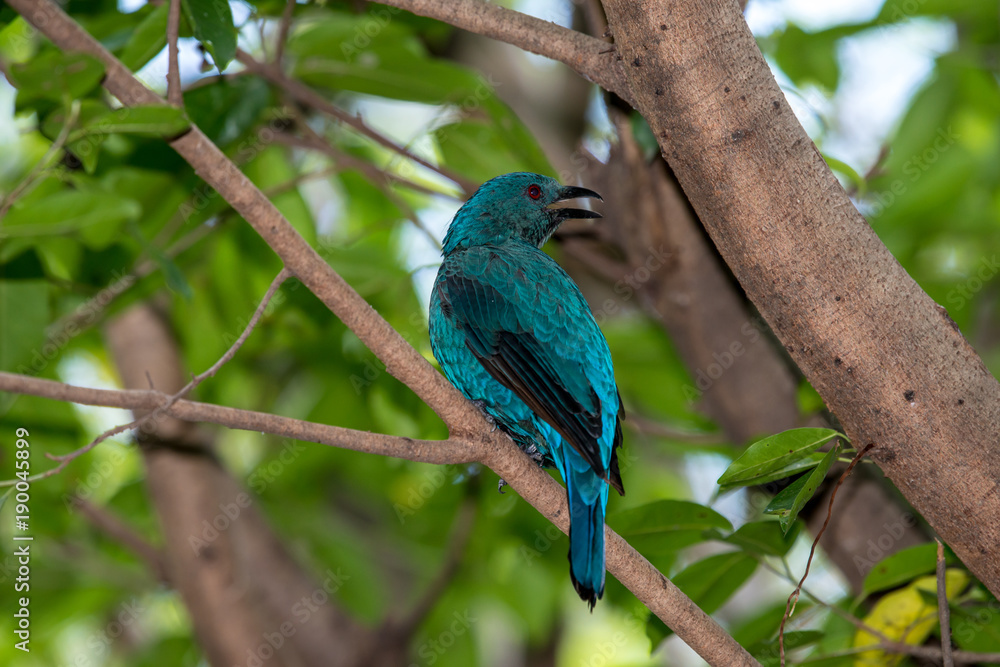 Asian Fairy-bluebird is found in forests across tropical southern Asia Asian Fairy-bluebird is found in forests across tropical southern Asia