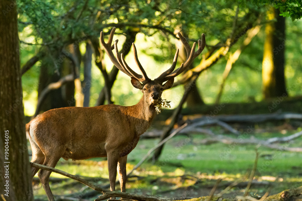 Deer Stag Animal